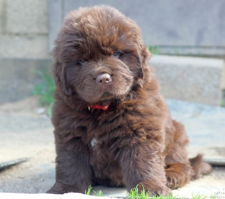 Фото: ньюфаундленд I Follow The Sun de L'Etoile de Cyrice, ньюфаундленд Alfa Dar Oksa Konsuelo (Альфа Дар Окса Консуэло)