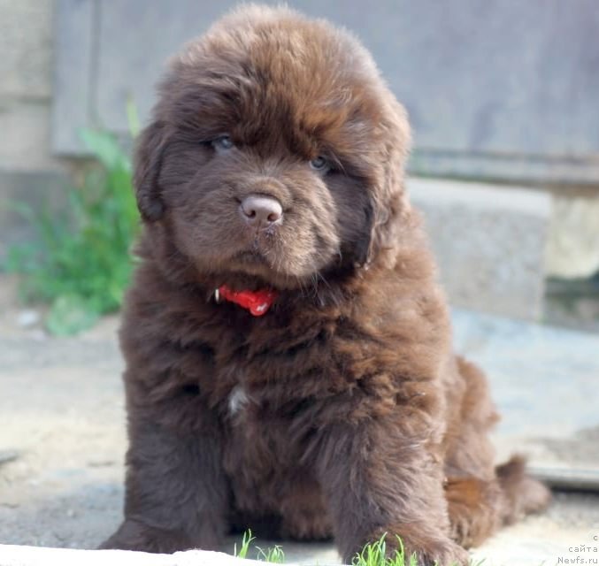 Фото: ньюфаундленд I Follow The Sun de L'Etoile de Cyrice, ньюфаундленд Alfa Dar Oksa Konsuelo (Альфа Дар Окса Консуэло)