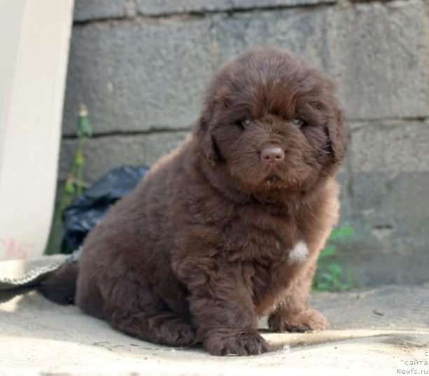 Фото: ньюфаундленд I Follow The Sun de L'Etoile de Cyrice, ньюфаундленд Alfa Dar Oksa Konsuelo (Альфа Дар Окса Консуэло)