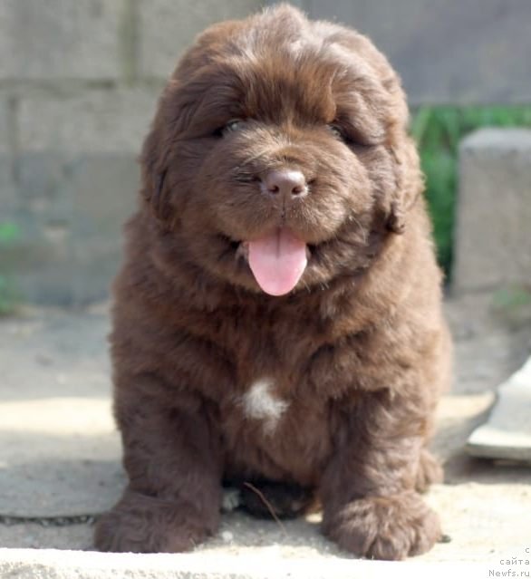 Фото: ньюфаундленд I Follow The Sun de L'Etoile de Cyrice, ньюфаундленд Alfa Dar Oksa Konsuelo (Альфа Дар Окса Консуэло)