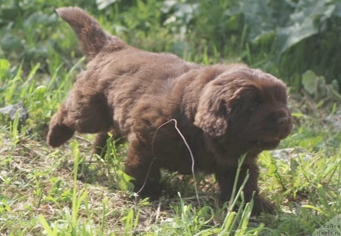 Фото: ньюфаундленд I Follow The Sun de L'Etoile de Cyrice, ньюфаундленд Alfa Dar Oksa Konsuelo (Альфа Дар Окса Консуэло)