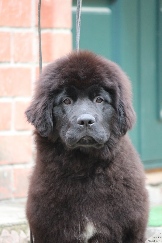 Фото: ньюфаундленд Super Premium Glintvey (Супер Премиум Глинтвей)