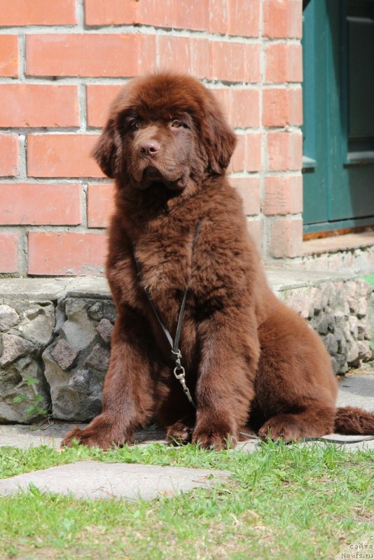 Фото: ньюфаундленд Super Premium Garfild (Супер Премиум Гарфилд)