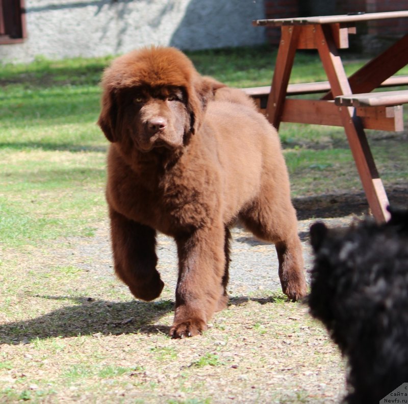 Фото: ньюфаундленд Super Premium Garfild (Супер Премиум Гарфилд)