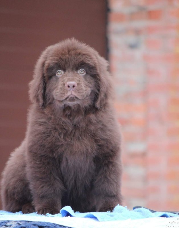 Фото: ньюфаундленд Super Premium Gigi (Супер Премиум Гиги)