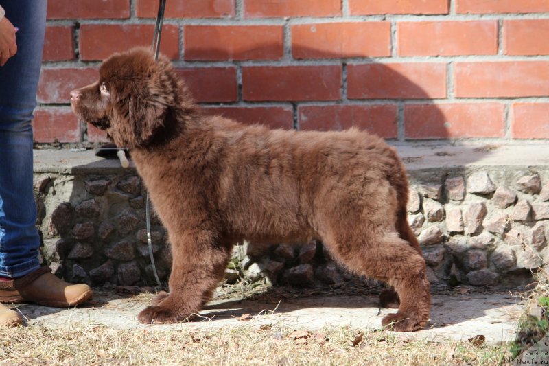 Фото: ньюфаундленд Super Premium Gigi (Супер Премиум Гиги)