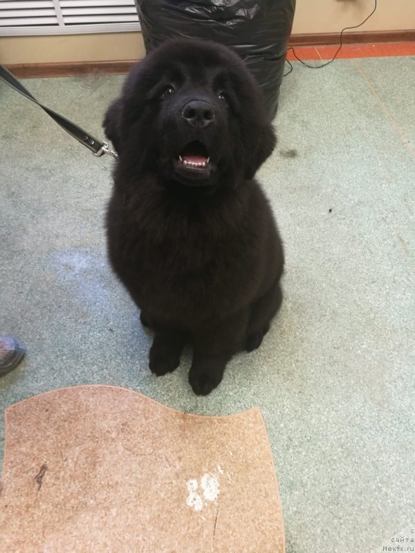 Фото: ньюфаундленд Super Premium Guffi (Супер Премиум Гуффи)