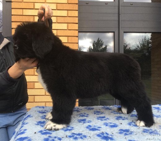 Фото: ньюфаундленд Stealbears Varvara (Стеалбеарс Варвара)