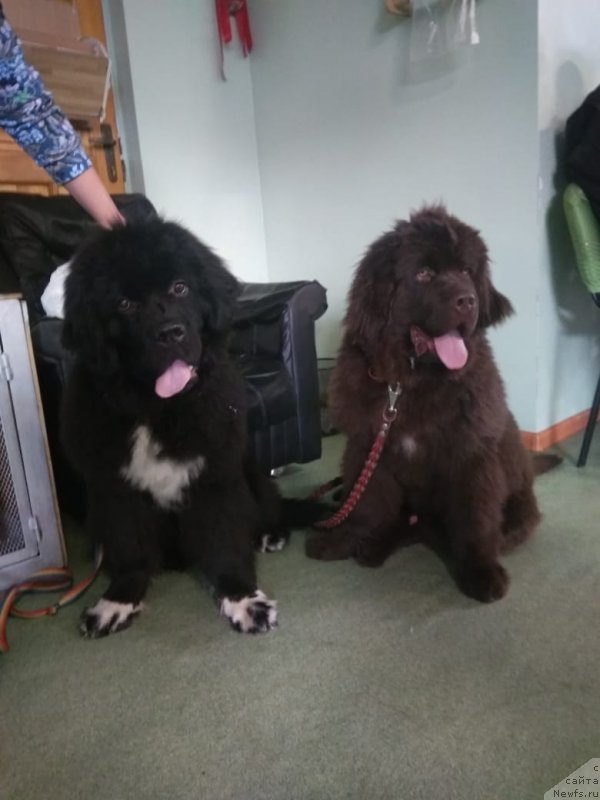 Фото: ньюфаундленд Stealbears Varvara (Стеалбеарс Варвара)