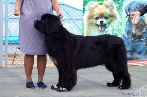 Фото: ньюфаундленд Stealbears Varvara (Стеалбеарс Варвара)