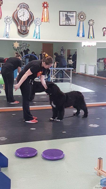 Фото: ньюфаундленд Stealbears Varvara (Стеалбеарс Варвара)