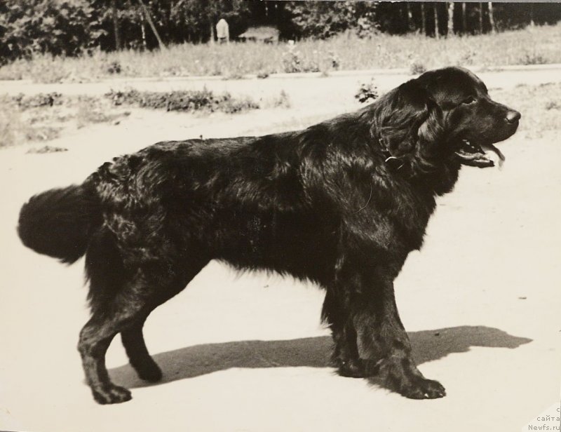 Фото: ньюфаундленд Ol'gert Telsi (Ольгерт Телси)