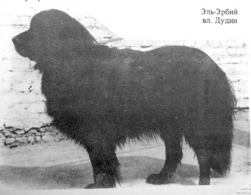 Фото: ньюфаундленд YEl' YErbiy (Эль Эрбий)