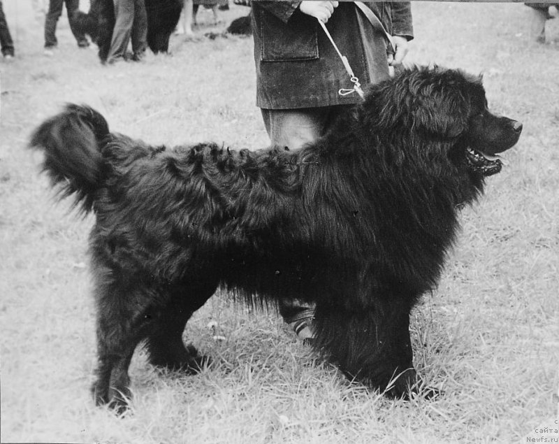 Фото: ньюфаундленд Grosbi Silar (Гросби Силар)