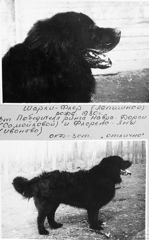 Фото: ньюфаундленд SHarli Fler (Шарли Флер)
