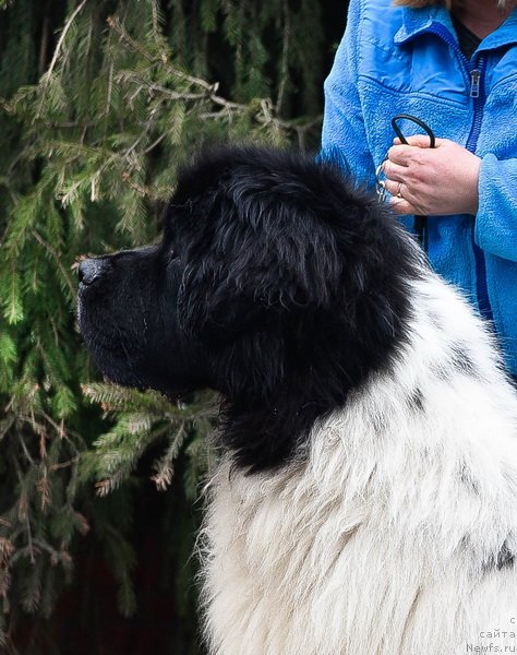 Фото: ньюфаундленд Kloofbears I Believe I Can Flay for Sent Djons