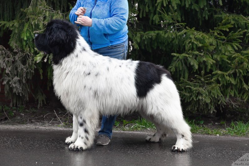 Фото: ньюфаундленд Kloofbears I Believe I Can Flay for Sent Djons