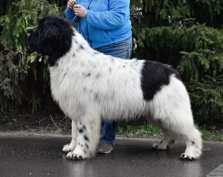 Фото: ньюфаундленд Kloofbears I Believe I Can Flay for Sent Djons