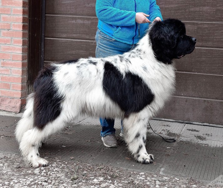 Фото: ньюфаундленд Kloofbears I Believe I Can Flay for Sent Djons