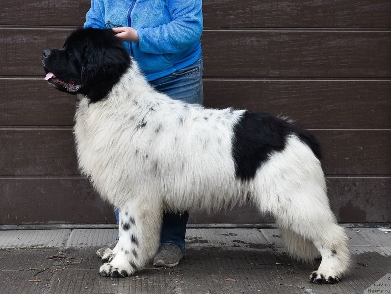 Фото: ньюфаундленд Kloofbears I Believe I Can Flay for Sent Djons