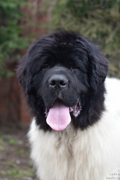 Фото: ньюфаундленд Kloofbears I Believe I Can Flay for Sent Djons