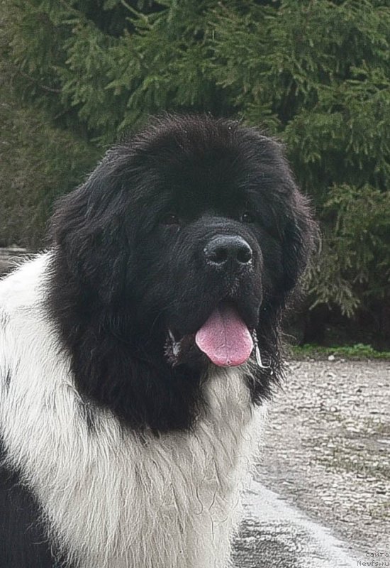 Фото: ньюфаундленд Kloofbears I Believe I Can Flay for Sent Djons