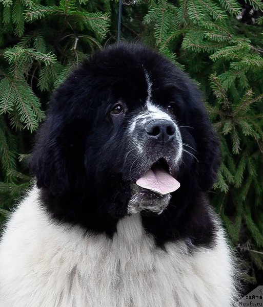 Фото: ньюфаундленд Sent Djons Zhour de Fete (Сент Джонс Жур Де Фит)