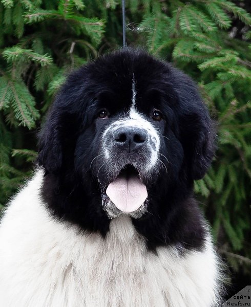 Фото: ньюфаундленд Sent Djons Zhour de Fete (Сент Джонс Жур Де Фит)