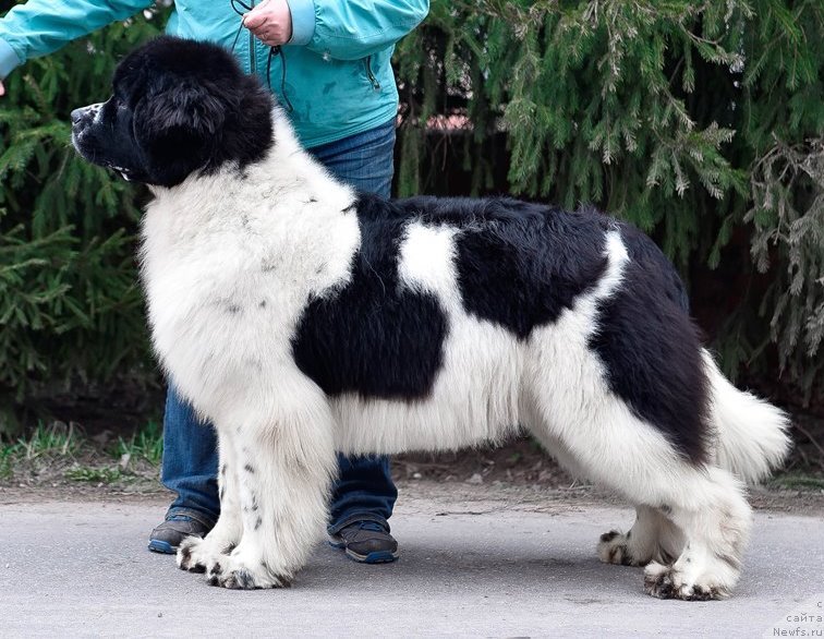 Фото: ньюфаундленд Sent Djons Zhour de Fete (Сент Джонс Жур Де Фит)