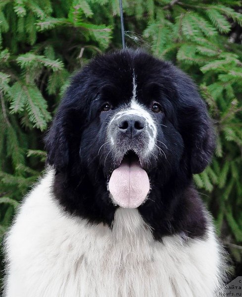 Фото: ньюфаундленд Sent Djons Zhour de Fete (Сент Джонс Жур Де Фит)