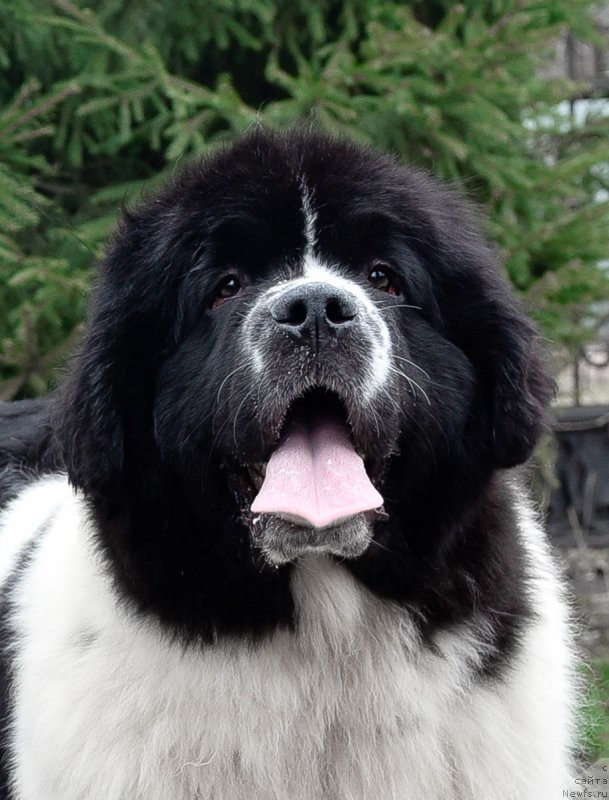 Фото: ньюфаундленд Sent Djons Zhour de Fete (Сент Джонс Жур Де Фит)