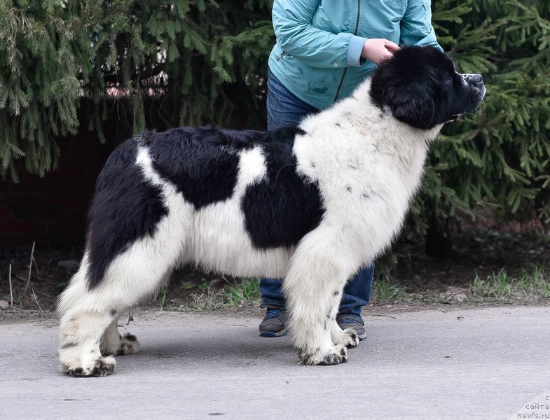 Фото: ньюфаундленд Sent Djons Zhour de Fete (Сент Джонс Жур Де Фит)