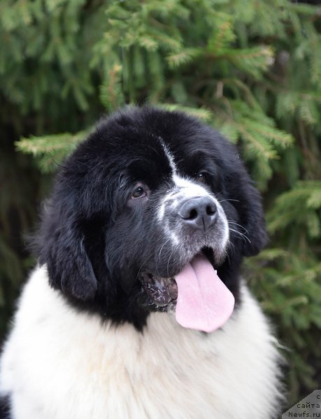 Фото: ньюфаундленд Sent Djons Zhour de Fete (Сент Джонс Жур Де Фит)