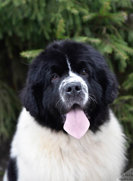 Фото: ньюфаундленд Sent Djons Zhour de Fete (Сент Джонс Жур Де Фит)