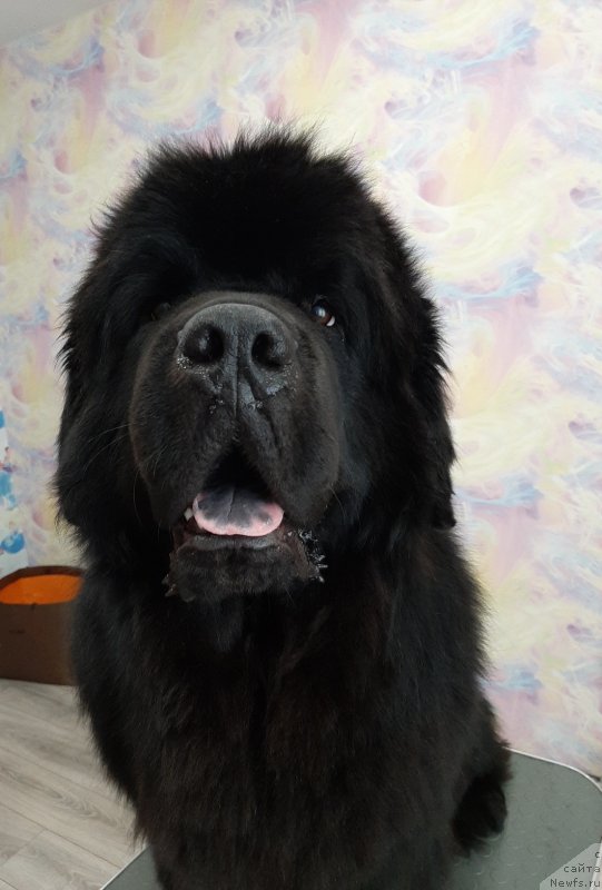 Фотография № 247190