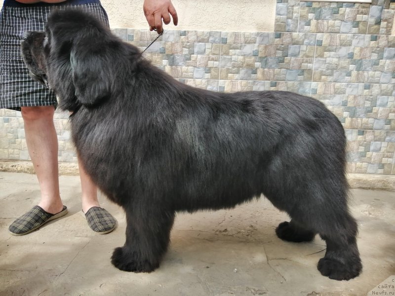 Фото: ньюфаундленд Felix (Феликс)