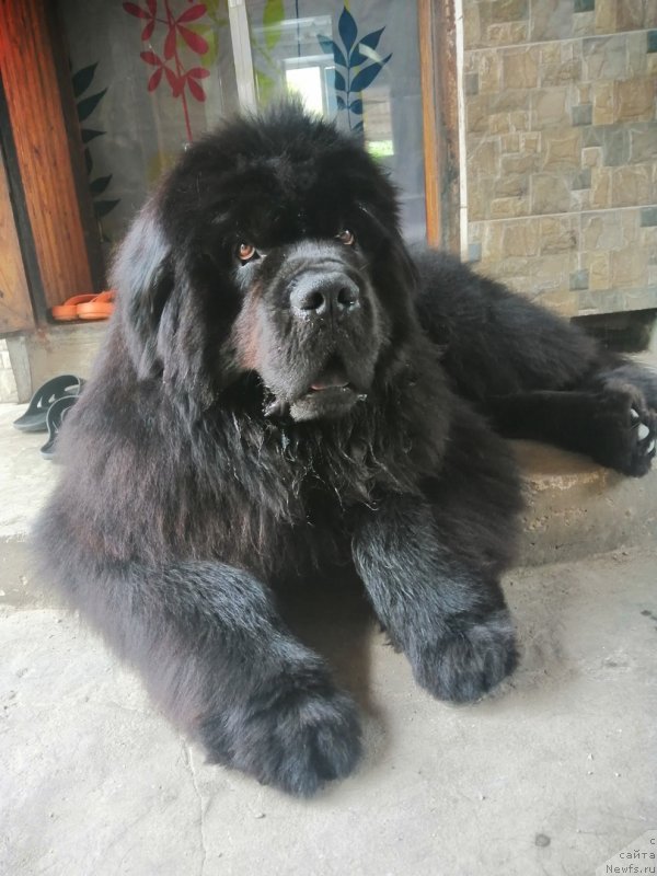 Фото: ньюфаундленд Felix (Феликс)