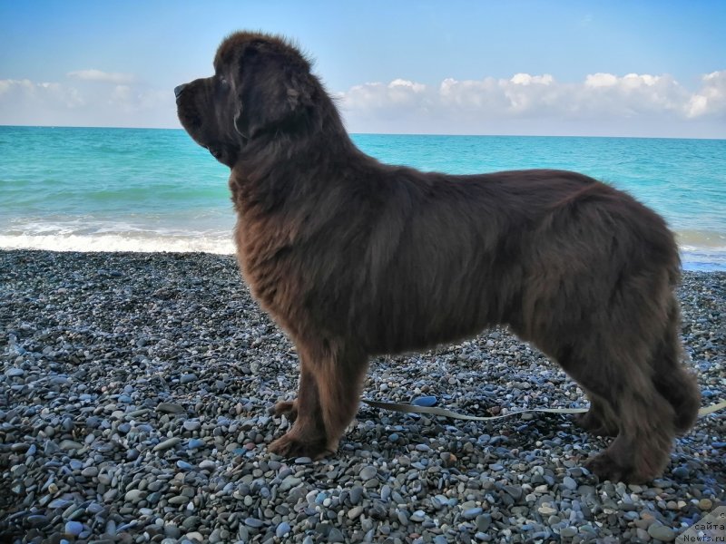 Фото: ньюфаундленд Gavryusha s CHernomorskogo Berega (Гаврюша с Черноморского Берега)