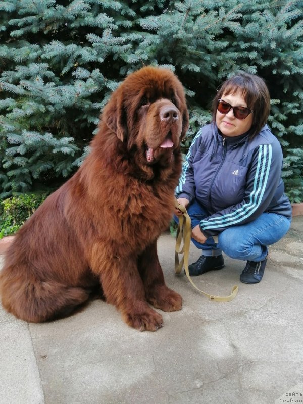 Фото: ньюфаундленд Gavryusha s CHernomorskogo Berega (Гаврюша с Черноморского Берега)