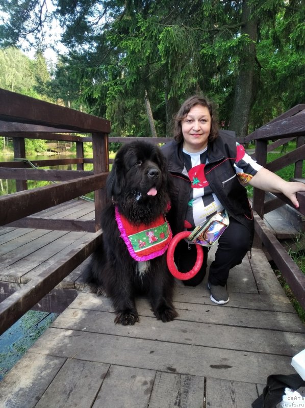 Фото: ньюфаундленд Daanich Veselyiy Rodjer (Даанич Веселый Роджер), Liliana Rahmatova (Лилиана Рахматова)