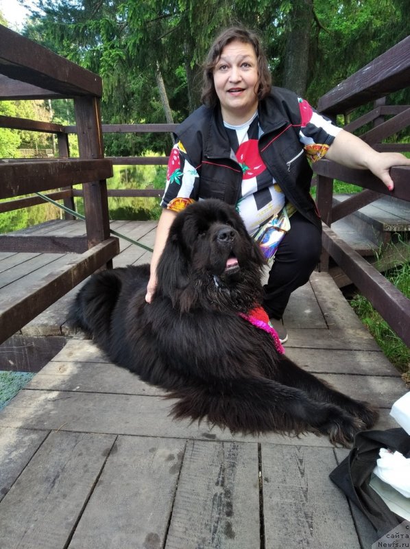 Фото: ньюфаундленд Daanich Veselyiy Rodjer (Даанич Веселый Роджер), Liliana Rahmatova (Лилиана Рахматова)