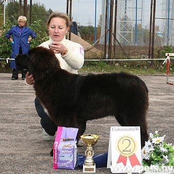 Фото: ньюфаундленд Daze Everyone Midnight Bear, Ol'ga Zalivako (Ольга Заливако)