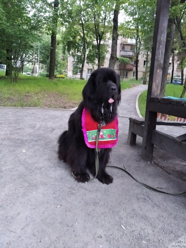 Фото: ньюфаундленд Daanich Veselyiy Rodjer (Даанич Веселый Роджер)