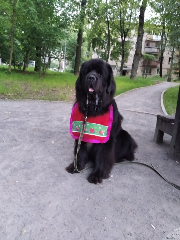 Фото: ньюфаундленд Daanich Veselyiy Rodjer (Даанич Веселый Роджер)