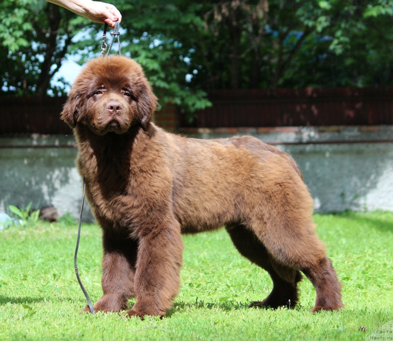 Фото: ньюфаундленд Super Premium Garfild (Супер Премиум Гарфилд)