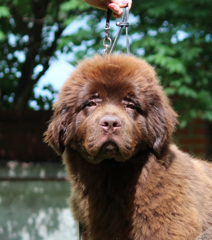 Фото: ньюфаундленд Super Premium Garfild (Супер Премиум Гарфилд)