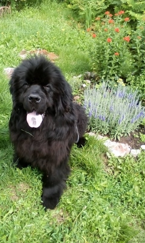 Фото: ньюфаундленд S'Nejnaya V'yuga Big Rashshen Boss (С'Нежная Вьюга Биг Рашшен Босс)