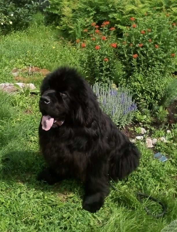 Фото: ньюфаундленд S'Nejnaya V'yuga Big Rashshen Boss (С'Нежная Вьюга Биг Рашшен Босс)