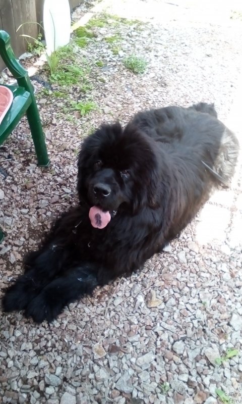 Фото: ньюфаундленд S'Nejnaya V'yuga Big Rashshen Boss (С'Нежная Вьюга Биг Рашшен Босс)