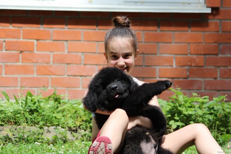 Фото: ньюфаундленд Super Premium Elesey (Супер Премиум Елесей),  